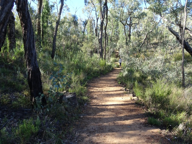 Pilliga Forest walk at Sculptures in the Scrub